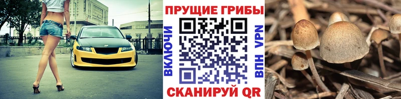 где продают наркотики  Светлый  Галлюциногенные грибы MAGIC MUSHROOMS 